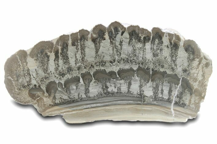 Large, Triassic Aged Stromatolite Fossil - England #281115